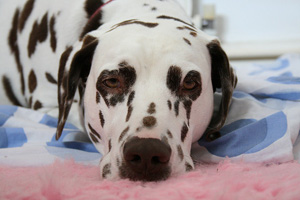 dalmation 