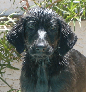 Rocco Green, Happy Dog of Ahwatukee