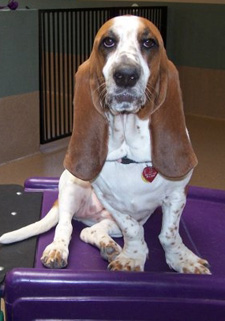Lilly, another Happy Dog from Phoenix