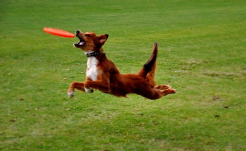dog from VPI