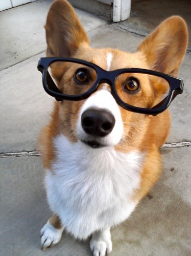 corgi with glasses 