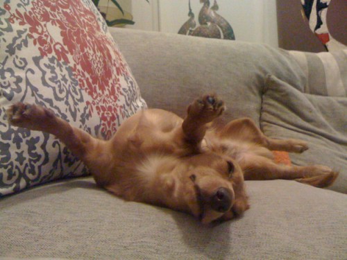 weird sleeping positions for dogs 