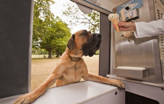 dogs in phoenix love frozen treats 