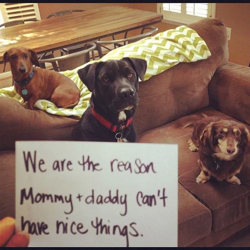 dog shaming 