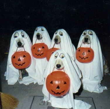 ghost_dogs