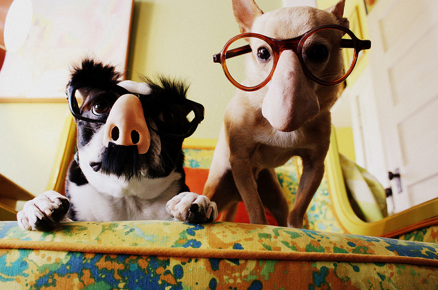grouchodogs_ellenjo