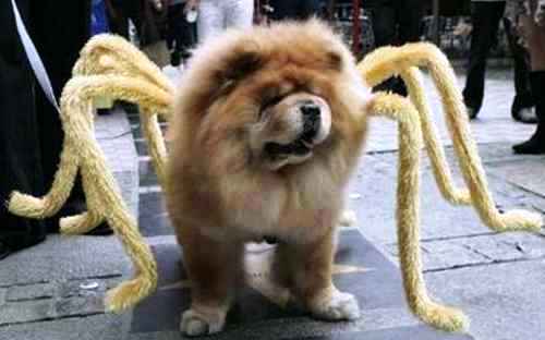 spider_dog