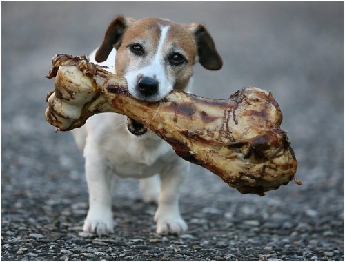 Dog-with-bone 2