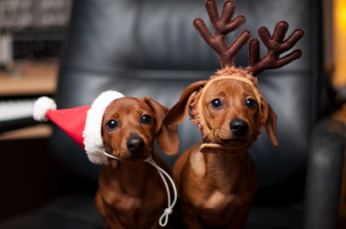 dachshund-dog-puppy-santa-hat-Favim_com-114928