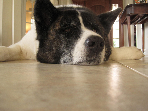 dogs who are over the election