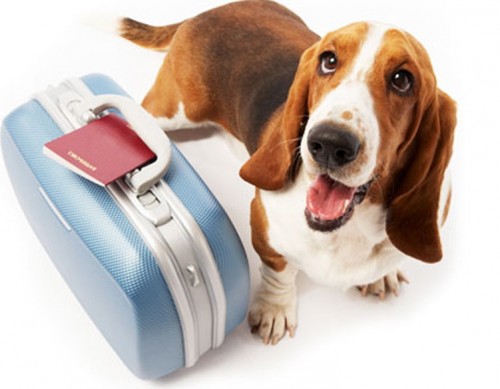 dog-suitcase1