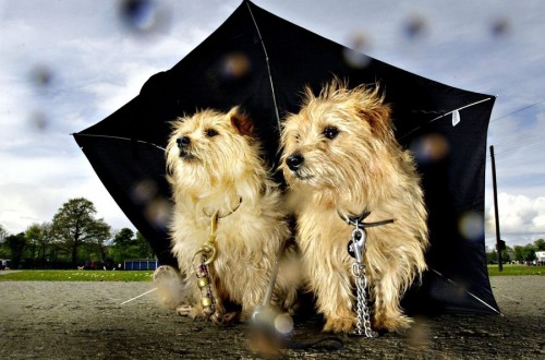 dogs in rain