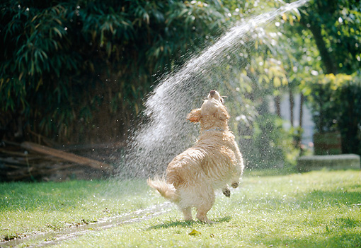 dog water bowl