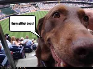 dog at baseball stadium