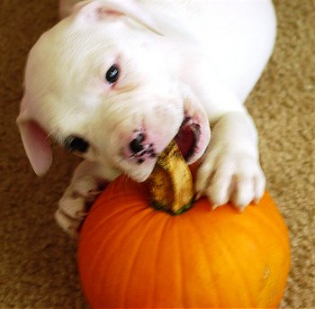 dog with pumpkin