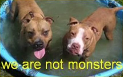 Pit-Bull-Myths