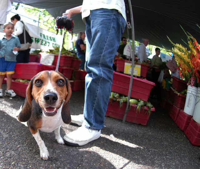 dog at farmers market