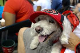 dog at chase field