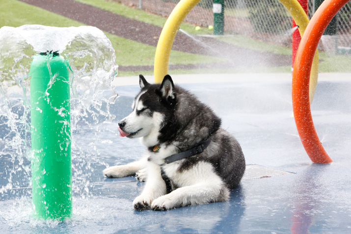 beneful dog park