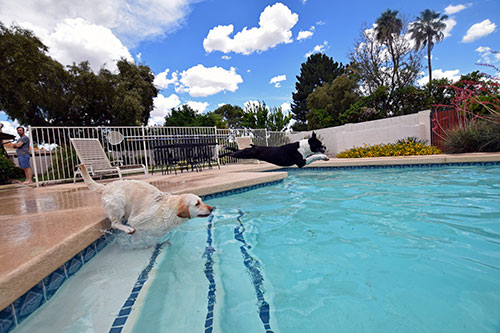 Dogs-in-pool-500
