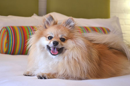 Sky-the-Pomeranian-450