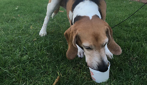 dog enjoying frozen treat glendale kinda ice cream