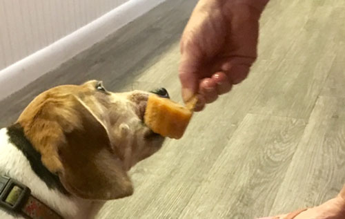 dog enjoying frozen treat in central Phoenix 