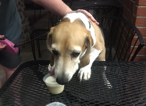 dog enjoying frozen treat hot summer night in tempe