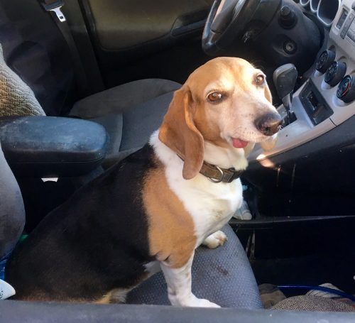 dog in hot car law