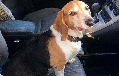 dog in car ready to find ice cream in phoenix 