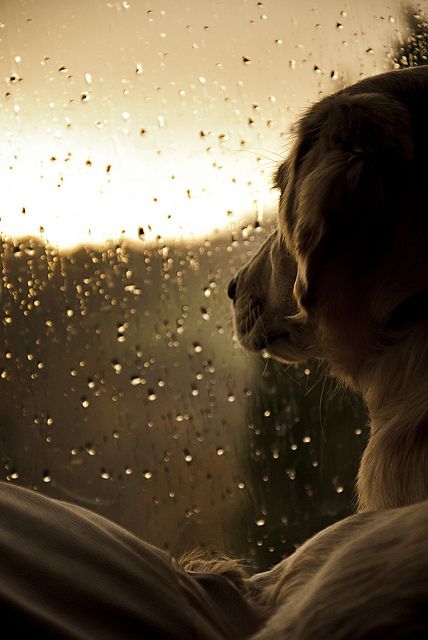 dogs and arizona monsoons