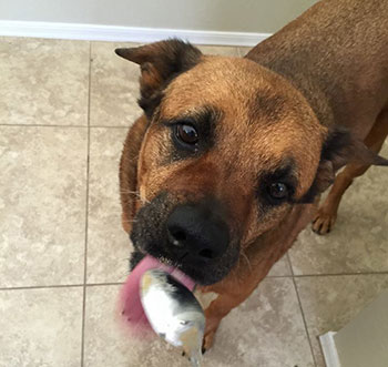 sanka enjoying frozen treat