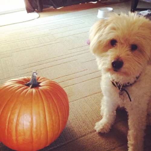 dogs love pumpkin 