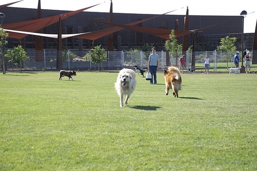 scottsdale dog park 