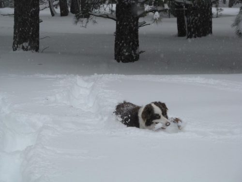 emma the dog playing in snow