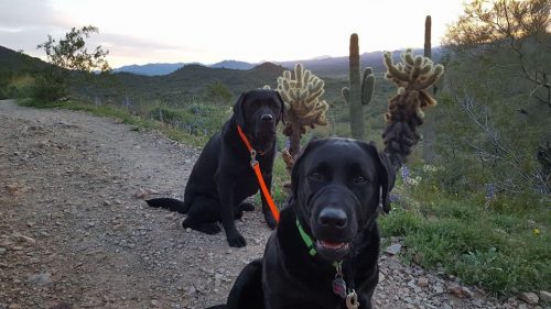 hiking with dogs in phoenix 