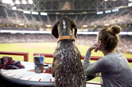 dog days at Arizona Diamondbacks baseball in Phoenix 