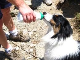 dog hike on hot trail