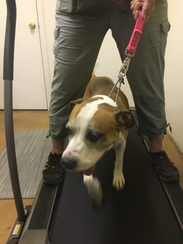 Vida on treadmills -- shes available for adoption
