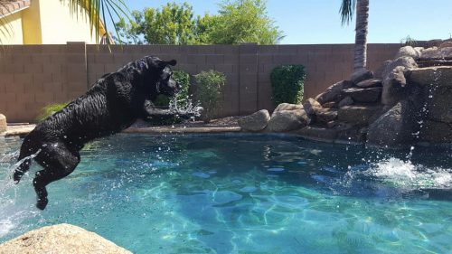 dogs enjoying swimming pool in phoenix 