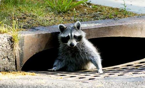 raccoons in central Phoenix? 