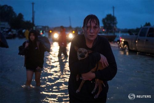 dogs hurt by Texas floods 