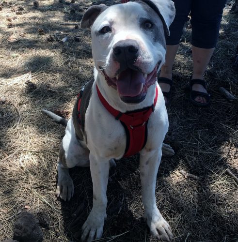 roxy at tuthill fairgrounds