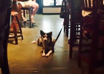 dog in bar, Flagstaff AZ