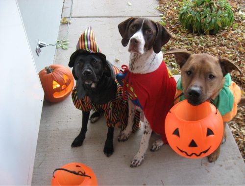 happy halloween with dogs