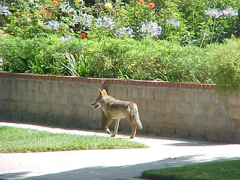 coyotes in central phoenix 