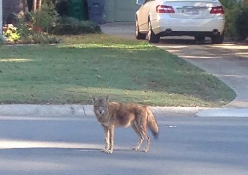 coyote in central Phoenix 