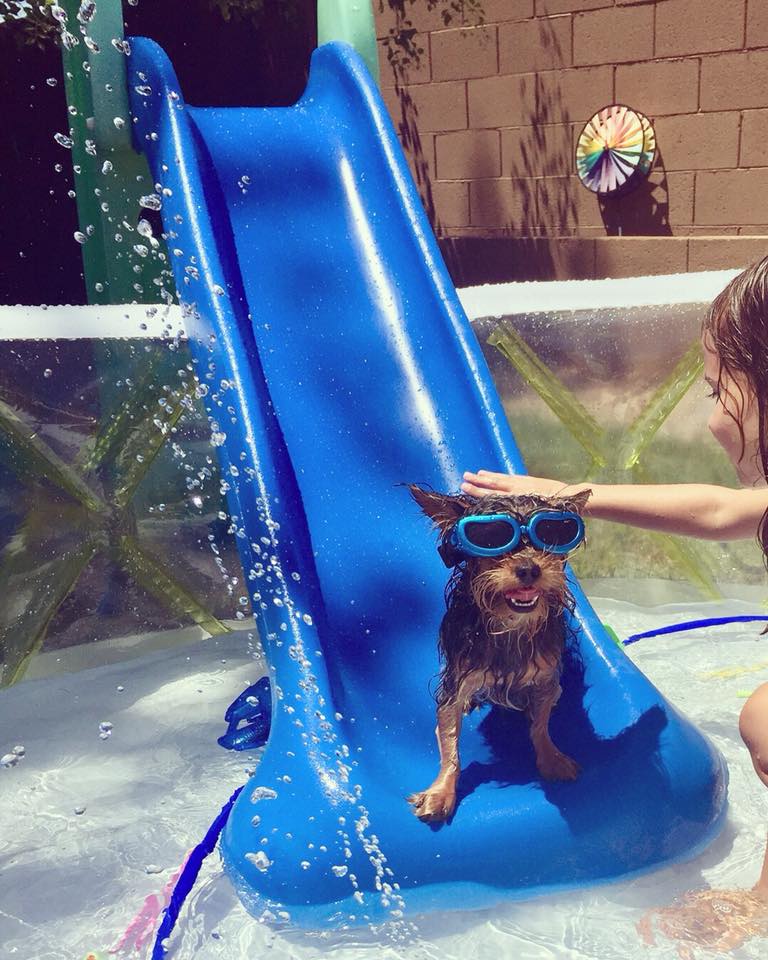 how dogs keep cool in Phoenix summers