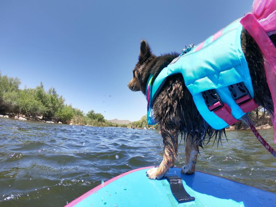 dog paddleboarding salt river