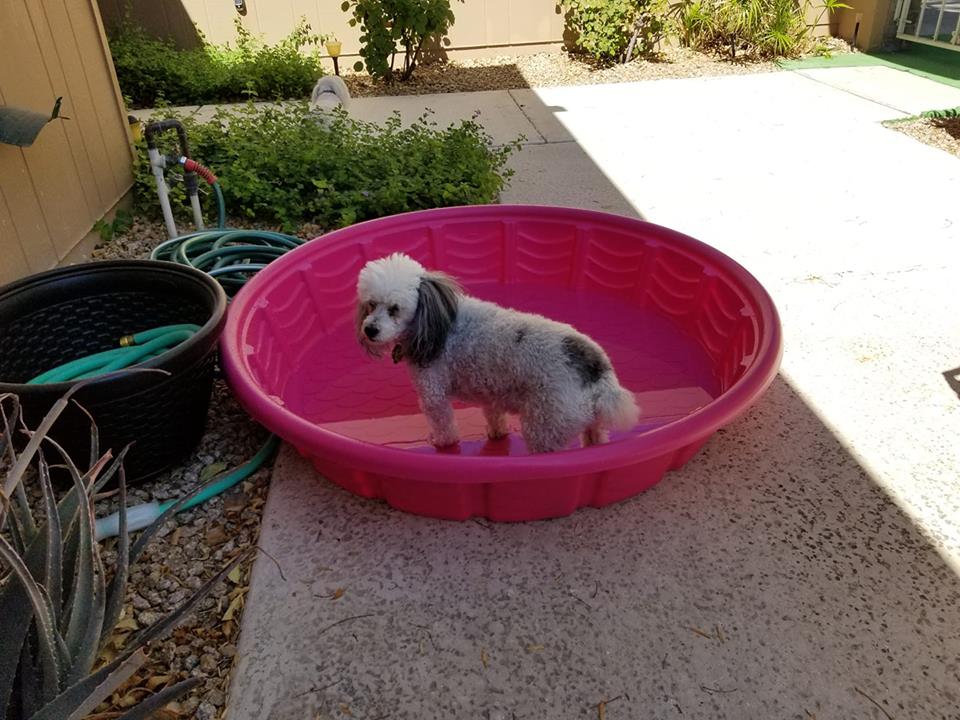 dog in phoenix summer wading pool